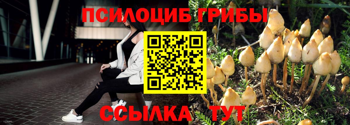 Камышин  Галлюциногенные грибы GOLDEN TEACHER  Вход с VPN  купить наркотики цена  Галлюциногенные грибы мицелий 